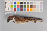 藏品(麻雀)的圖片